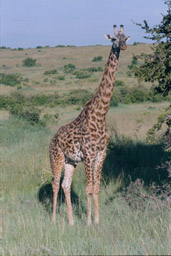 Masai Mara, Kenya - Masai Giraffe