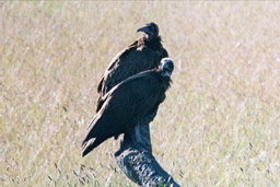 Masai Mara, Kenya  - White Headed and Hooded Vultures