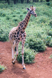 Langate Giraffe Centre, Nairobi, Kenya - Rothschild's Giraffe