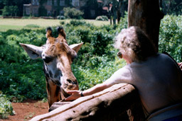 Langate Giraffe Centre, Nairobi, Kenya - Cari feeding Arlene (a Rothschild's Giraffe)