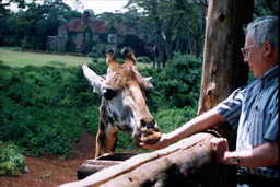 Langate Giraffe Centre, Nairobi, Kenya - Bill feeding Arlene (a Rothschild's Giraffe)