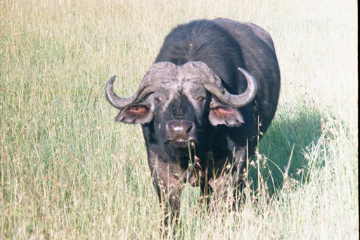 Masai Mara, Kenya -  Cape Buffalo