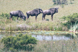 Inkwenkwezi Game Reserve, South Africa - Wildebeests (Gnu)