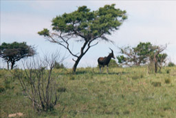 Inkwenkwezi Game Reserve, South Africa - Topi