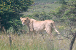 Inkwenkwezi Game Reserve, South Africa - Lioness