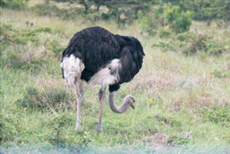 Inkwenkwezi Game Reserve, South Africa - Ostrich
