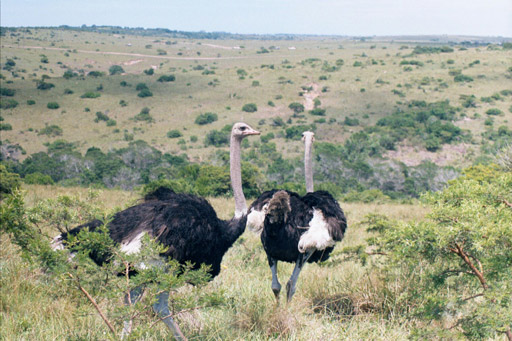 Inkwenkwezi Game Reserve, South Africa - Ostriches