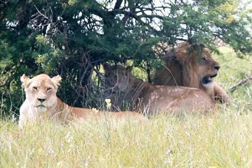 Inkwenkwezi Game Reserve, South Africa - Pride of Lions