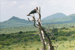 Amboseli National Park, Kenya - Marabou Stork