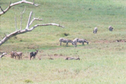 Tsavo National Park, Kenya - Antelopes and Zebras