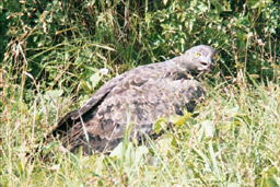 Tsavo National Park, Kenya - Martial Eagle