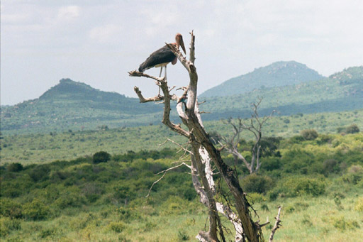 Tsavo National Park, Kenya - Marabou Stork