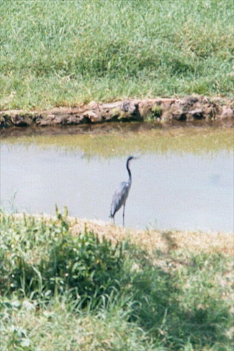 Tsavo National Park, Kenya - Heron