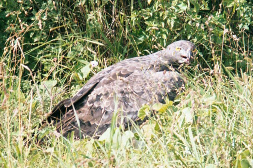 Tsavo National Park, Kenya - Martial Eagle