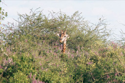 Tsavo National Park, Kenya - Reticulated Giraffe