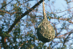 Tsavo National Park, Kenya - Weaver Bird nest