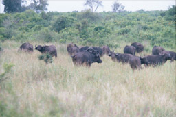 Tsavo National Park, Kenya - Cape Buffalo