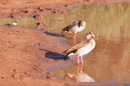 Tsavo National Park, Kenya - Egyptian Geese