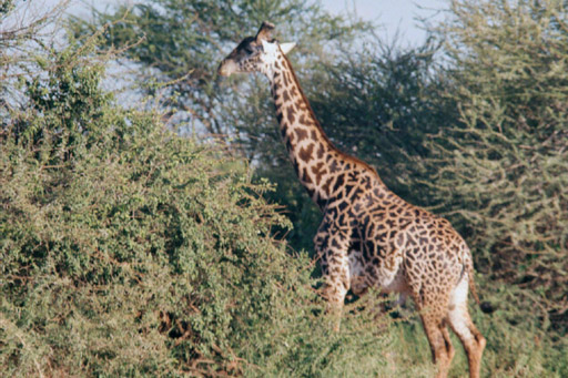 Tsavo National Park, Kenya - Reticulated Giraffe