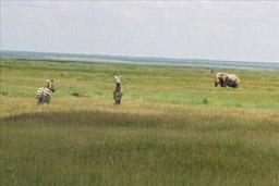Amboseli National Park, Kenya - Zebras and Elephant