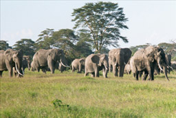 Amboseli National Park, Kenya - Elephant herd