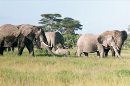 Amboseli National Park, Kenya -Elephant herd