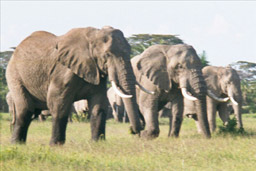 Amboseli National Park, Kenya - Elephants