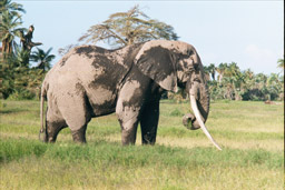 Amboseli National Park, Kenya - Elephant