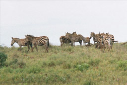 Amboseli National Park, Kenya - Zebras