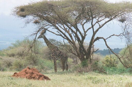 Amboseli National Park, Kenya - Reticulated Giraffe near termite mound