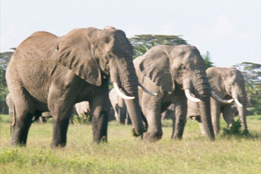 Amboseli National Park, Kenya - Elephants