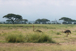 Amboseli National Park, Kenya - Ostriches
