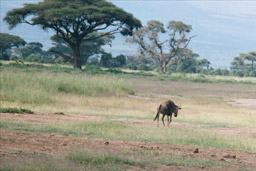 Amboseli National Park, Kenya -  Wildebeest (Gnu)
