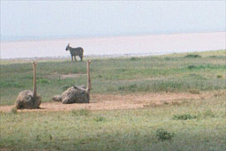 Amboseli National Park, Kenya - Ostriches and Zebra
