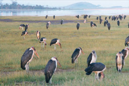 Amboseli National Park, Kenya - Marabou Storks
