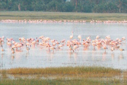 Amboseli National Park, Kenya - Flamingoes