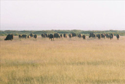 Amboseli National Park, Kenya - Cape Buffalo
