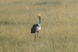 Amboseli National Park, Kenya - Crested Crane