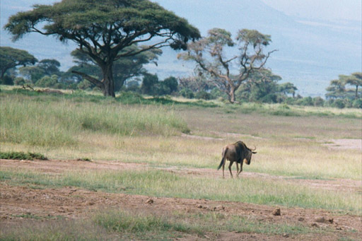 Inkwenkwezi Game Reserve, South Africa - Wildebeest (Gnu)