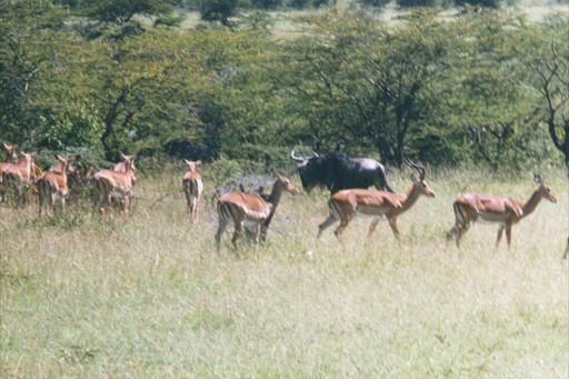 Masai Mara, Kenya -  Wildebeest (Gnu) and Impalas