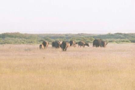 Amboseli National Park, Kenya - Cape Buffalo