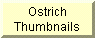 Ostrich Thumbnails
