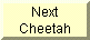 Go to next Cheetah Picture
